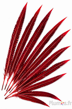 Fagiano dorato - 20-35 cm - rosso